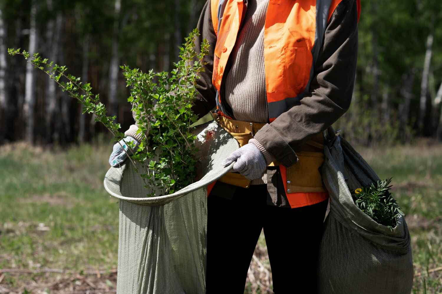 Best Tree Disease Treatment  in St Augusta, MN